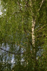 Silver Birch - Betula pendula          